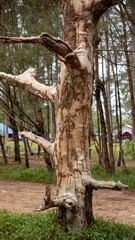 Fine Rippling Wood Grain Texture of Aged Timber