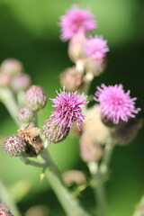 A macro image of purple thistles against a green bokeh background