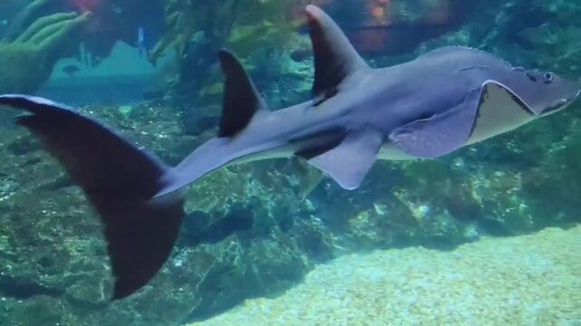 Graceful shark glides through vibrant underwater environment, showcasing sleek body and marine life, while stingray swims gracefully, highlighting beauty of oceans wildlife and aquatic predators