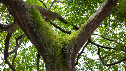 Fototapeta premium Moss-Covered Tree Fork with Lush Canopy Background