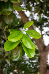 Obraz premium Cluster of Vibrant Green, Glossy Tropical Leaves