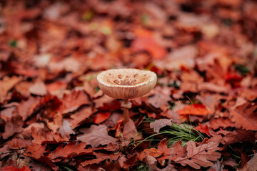 Autumn’s Tiny Treasure - A Mushroom Among Crimson Leaves