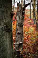 Falling Flames - Crimson Leaves Dancing Through the Woodland