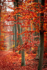 Nature’s Autumn Masterpiece - A Woodland Filled with Vibrant Red Leaves