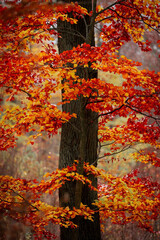 The Forest Ablaze - Experiencing Autumn’s Red Leaf Wonderland
