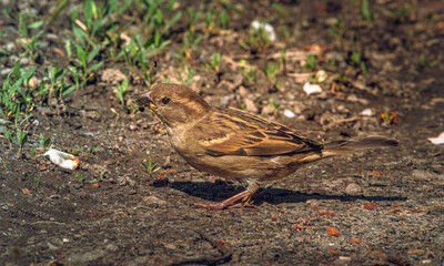 Sparrow