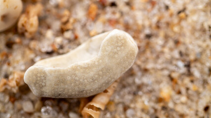 Small Worn Pale Marine Object on Textured Sand