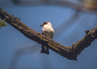 Wild bird