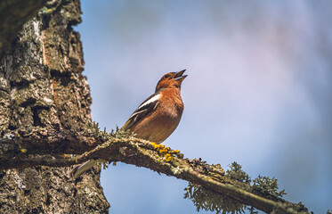 Wild bird