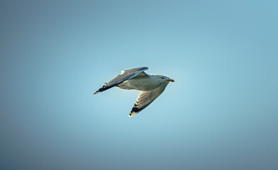 Wild bird