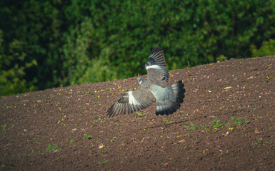 Fototapeta premium Wild bird