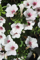 Macro of white and pink flowers from a garden