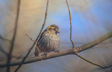Wild bird