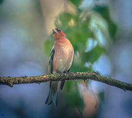 Wild bird