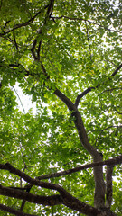 Fototapeta premium Low Angle View of Lush Green Tree Canopy and Branches