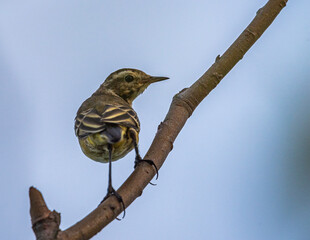 Wild bird