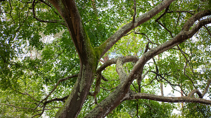 Obraz premium Gnarled Old Tree Branches Covered in Lichen and Moss