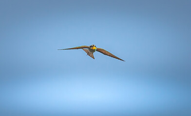 Wild bird