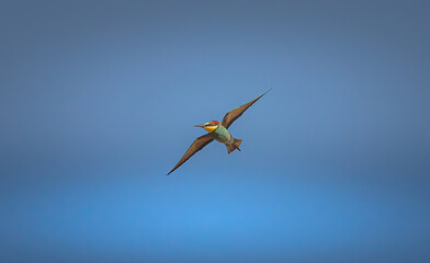Wild bird