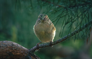Wild bird
