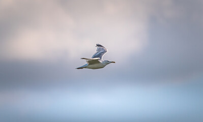 Wild bird