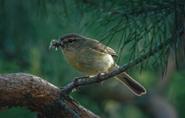 Wild bird