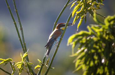 Wild bird