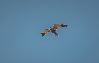 Wild bird
