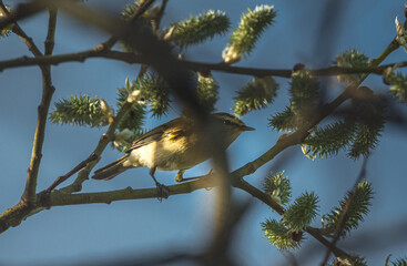 Wild bird
