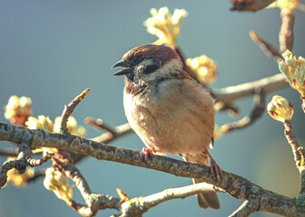 Sparrow