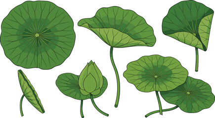 Lotus leaf vector illustration set, green water lily pads collection, botanical nature elements, aquatic plant isolated on white, pond landscape design assets © MDABDULLAHAL