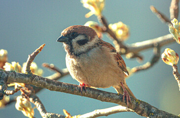 Sparrow