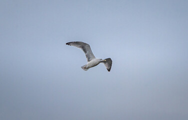 Wild bird