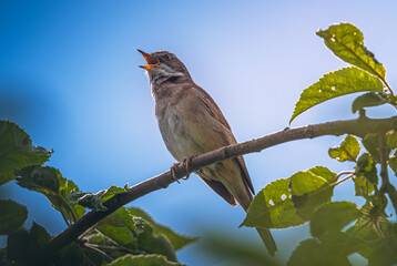 Sparrow