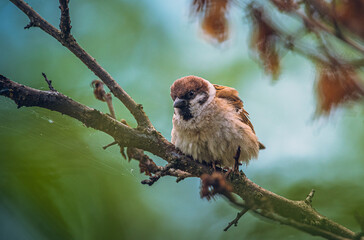 Sparrow