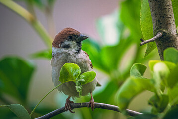 Sparrow