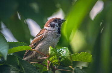 Sparrow