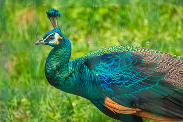 Fototapeta premium Wild bird