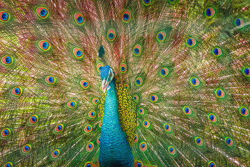 Obraz premium Wild bird