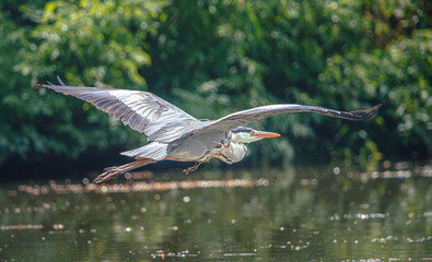 Heron