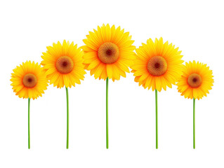 Five vibrant yellow sunflowers with green stems arranged in curved line on transparent background, creating cheerful and bright floral display