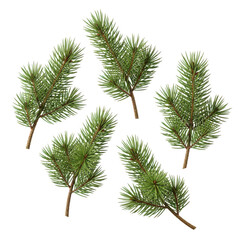 Naklejka premium Five pine branches are isolated on transparent background, creating a natural and festive element for winter designs, holiday decorations, or seasonal projects