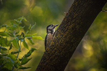 Woodpecker