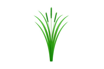 Fototapeta premium Cattail plant with long green leaves and brown flower spike, isolated on transparent background, commonly found in wetlands and marshes, symbolizing tranquility and nature