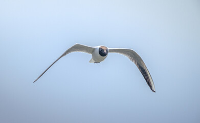 Wild bird