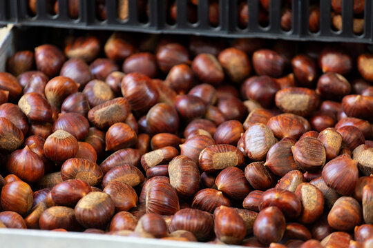 Fototapeta Fresh chestnuts waiting for roasting for autumnal street food