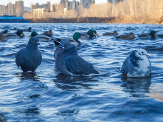 City pigeons bathing in a pond