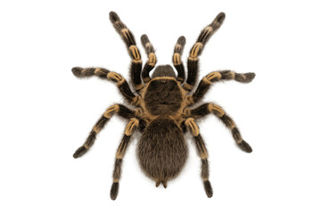 Tarantula arachnid standing, showing hairy body and eight striped legs, isolated on transparent background