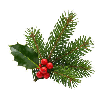 Christmas decoration with fir branch, holly leaf and red berries isolated on transparent background festive winter arrangement for holiday season and new year