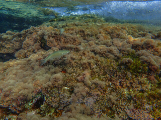 Ocean underwater rays of light background, under blue water sunlight. Underwater background, ocean or sea surface seen from under water. Rays of light beams, abstract marine backdrop. Nature landscape